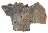 Deinosuchus Scute - Aguja Formation, Texas #50674-1